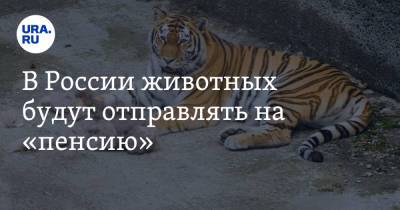 В России животных будут отправлять на «пенсию»