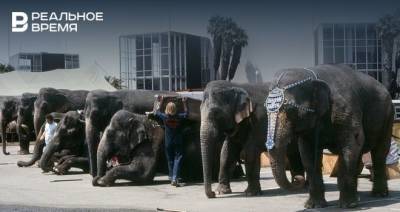 В России цирковых животных будут отправлять на «пенсию» в Крым — туда уже отправили слонов из Казани