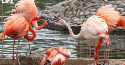 В Московском зоопарке фламинго устроили битву за лучшие места в летнем вольере
