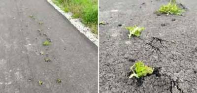 Курьез: Под Никополем на новой дороге из-под асфальта проросла трава (ФОТО)