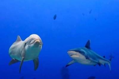 Вечная война.. Почему акулы боятся дельфинов?