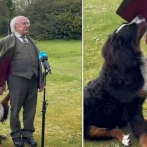 В Ирландии щенок вмешался в выступление президента. Видео