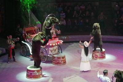 Цирковых животных будут отправлять на «пенсию» в крымский сафари-парк