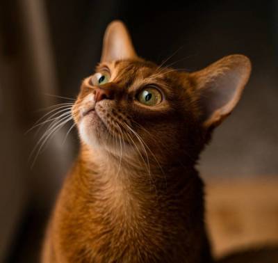 Абиссинская кошка: подборка увлекательных фактов о породе