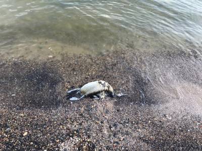 На береге Таганрогского залива обнаружены десятки мертвых птиц и рыб