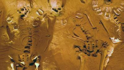 У берегов Шотландии обнаружены уникальные окаменелости возрастом 1 млрд лет