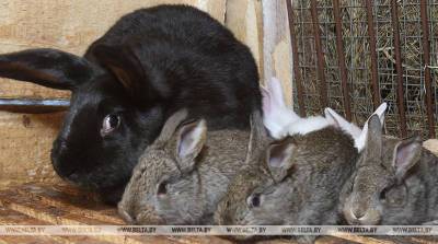 Новая жизнь – это всегда удивительно! Пользователей сети привели в восторг крохотные кролики (Видео)