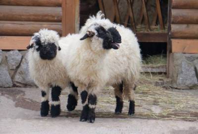 Валлийские овцы из Ленинградского зоопарка обновили имидж к лету