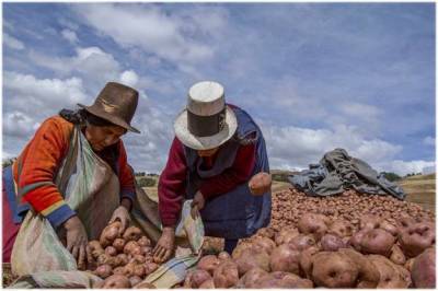 История картофеля: кто завез и распространил овощ в России