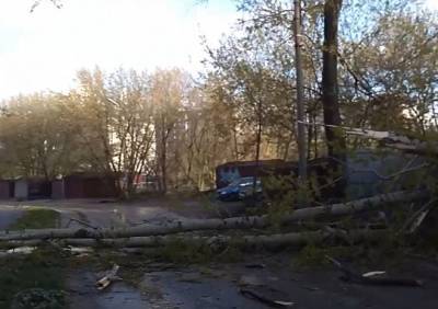 В Горроще дерево рухнуло на пешеходный переход