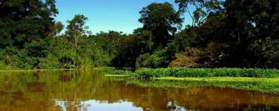 Леса Амазонии начали выделять больше углекислого газа, нежели поглощать