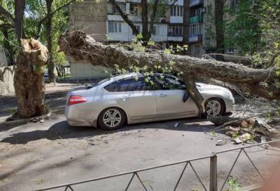 В Донецке на авто упало большое дерево, фото