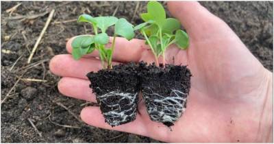Букетный способ: самый быстрый и эффективный метод выращивания рассады редиса