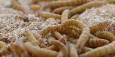Продажу мучных червей для употребления в пищу одобрил Евросоюз