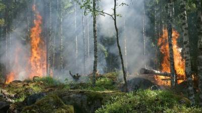 Высокий уровень пожарной опасности прогнозируется в пяти регионах России