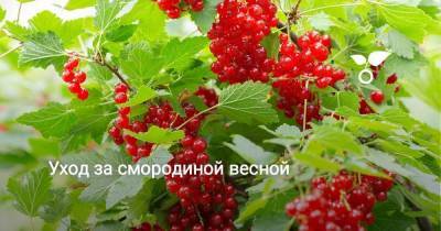 Уход за смородиной весной