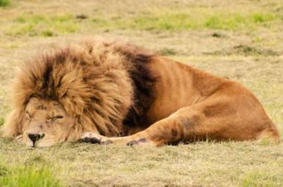 В зоопарке Индии восемь львов заразились коронавирусом - gazeta.a42.ru - Гонконг - Нью-Йорк - Хайдарабад