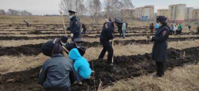 «Лес Победы»: в Новокузнецке высадили около 3 000 саженцев хвойных деревьев