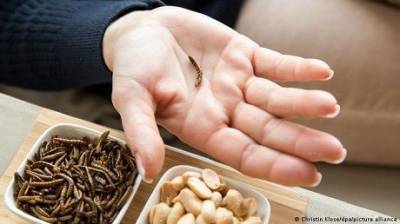 В Евросоюзе приняли оригинальное решение по «употреблению червей в пищу»