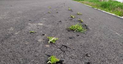Вырубывали топором: трава проросла сквозь новый асфальт в Днепропетровской области (фото)