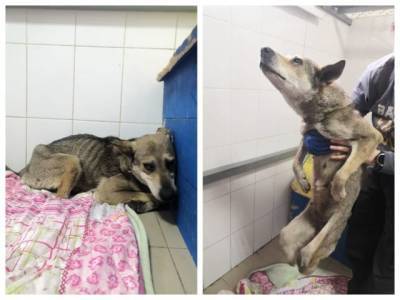 В Кузбассе спасают собаку с отрезанными задними лапами