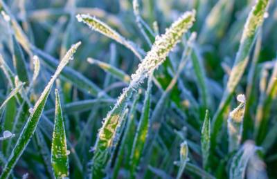 Аграриям предлагают решения для преодоления последствий весенних заморозков