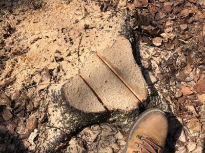 "Эковахта": в южно-сахалинском парке с нарушениями срубили около 200 деревьев