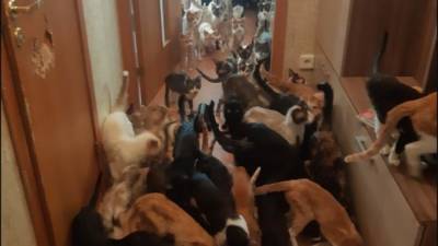 Зачем в Петербурге хотят ограничить количество животных в квартире, и как бороться с этим сейчас - piter.tv - Санкт-Петербург