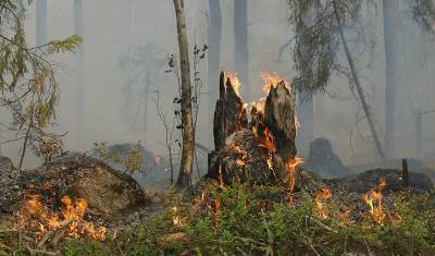 15 лесных пожаров произошло в Тюменской области за сутки
