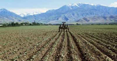 В Таджикистане сев хлопка произведен на площади свыше 180 тыс. га