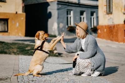 Финские ученые выяснили: мелкие собаки – самые злые, правда, на это мало кто обращает внимание – Учительская газета