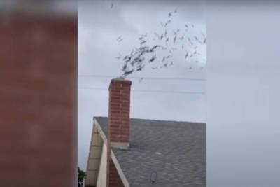 Сотни птиц влетели в дом американцу через каминную трубу