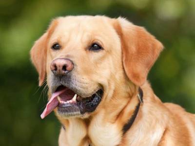 Ученые назвали самые агрессивные породы собак и выяснили причины такого поведения