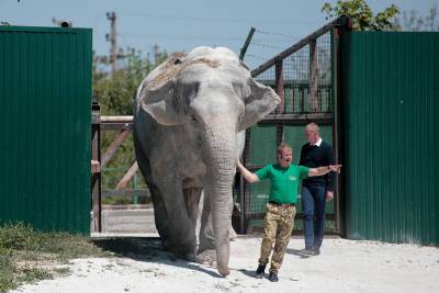 Цирковых животных будут отправлять на "пенсию" в крымский сафари-парк