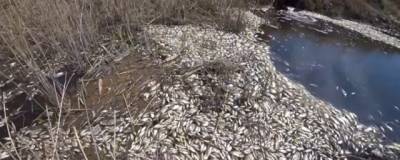 В Астраханской области 285 тысяч особей воблы погибли в непроточном водоем