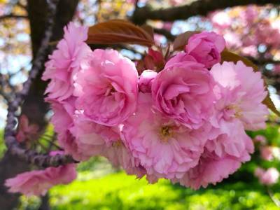 В Одесском ботаническом саду расцвели сакуры: яркие фото