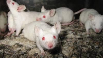 Китайские ученые создали трансгендерных мышей для изучения феномена коронавируса