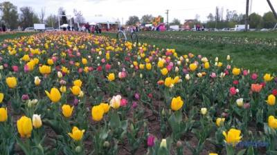 Весна во всей красе: На Буковине расцвели поля тюльпанов (ФОТО)