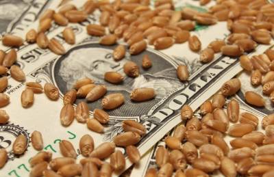 ГПЗКУ расширяет программу закупки зерна урожая-2021