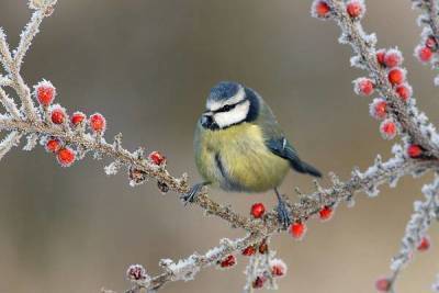 Как помочь птицам зимой: чем кормить, когда и кого