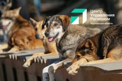 В Мурманской области будет разработана дорожная карта по уменьшению количества безнадзорных животных