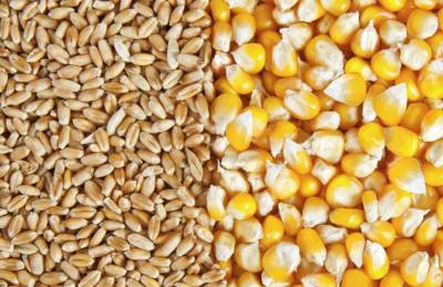 На экспорт ушло 39 млн т украинского зерна