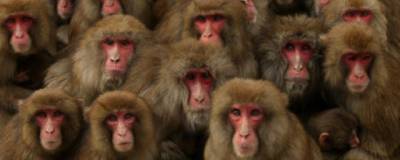 Связь между величиной мозга приматов и количеством социальных контактов не подтвердилась