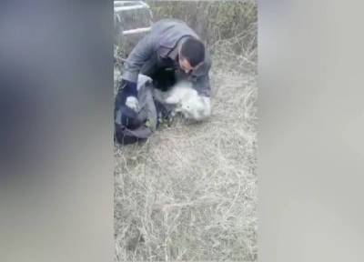 Полицейские в Приморье спасли из колодца лесного кота и енота-альбиноса