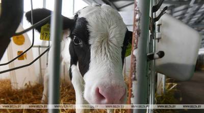 В Могилеве подвели итоги контроля за зимне-стойловым содержанием скота в сельхозорганизациях региона