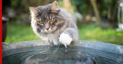 Почему кошки боятся воды, и какие породы любят плавать: тайная жизнь животных
