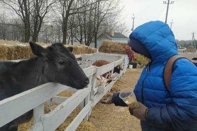 Стадо быков чуть не утопило в реке под Луганском корову