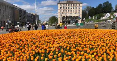 "Маленькая часть Нидерландов": в Киеве расцвели 100 тысяч тюльпанов (фото)