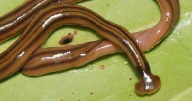Евросоюз одобрил продажу мучных червей как продукта питания