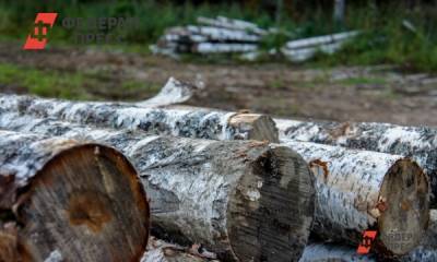 В Оренбурге чиновников подозревают в незаконной вырубке деревьев